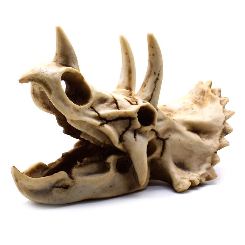 SHTWX Resin Dinosaur Skeleton Triceratops Imitation Skull Model Home Office Display Decorative Decoration 7x4.7x4 Inch - Image 3